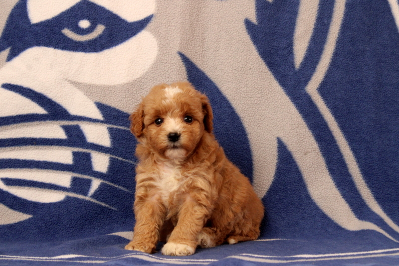 puppy, for, sale, Mini  Goldendoodle, Matthew B. Stoltzfus, dog, breeder, Gap, PA, dog-breeder, puppy-for-sale, forsale, nearby, find, puppyfind, locator, puppylocator, aca